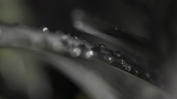 Macro photography of water drops on a dark leaf