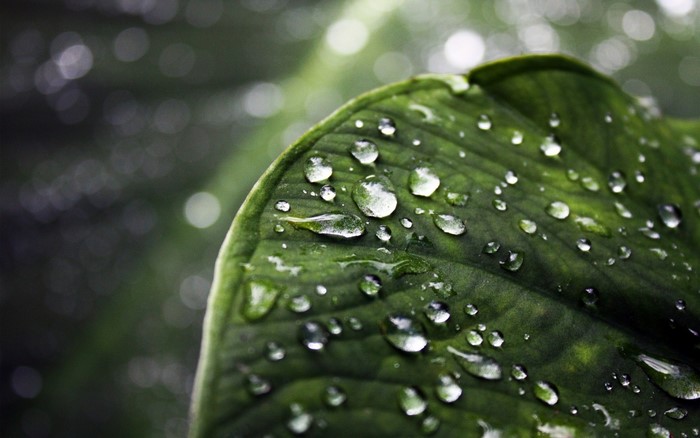 Close-up of a green leaf with water droplets