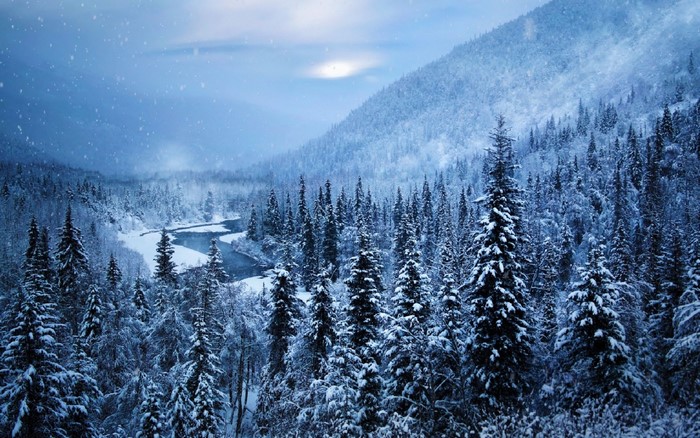 Snow-Covered Alpine Forest Landscape