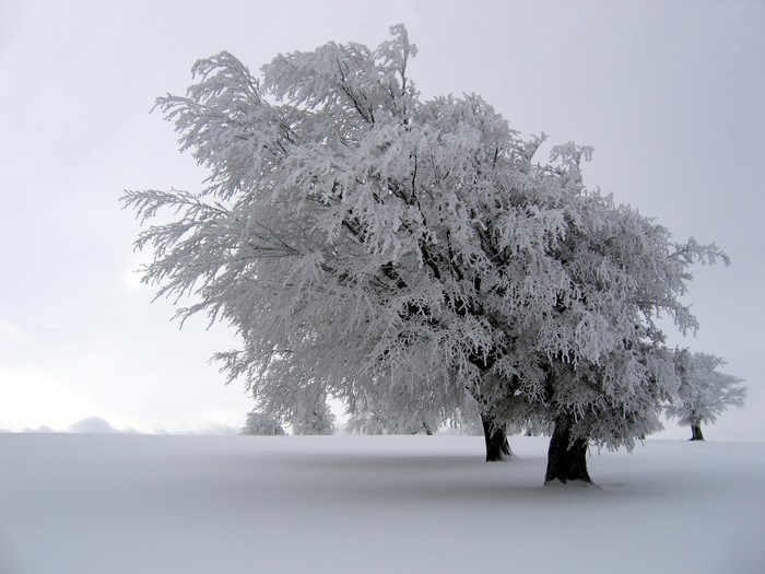 Trees covered in frost in a snowy landscape
