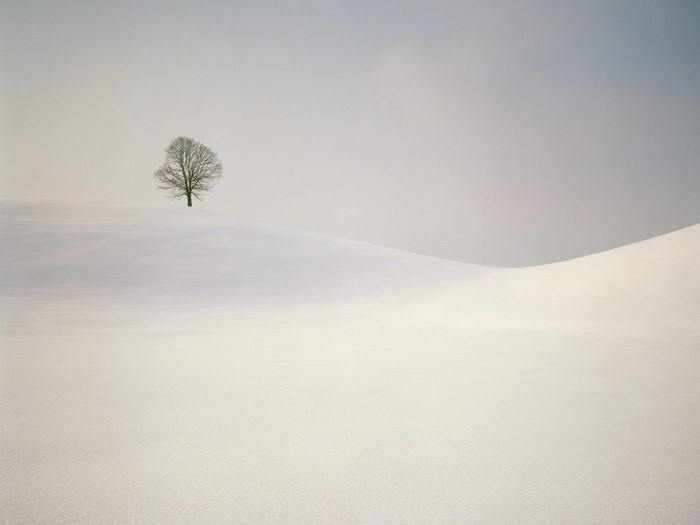 A lone tree on a snow-covered hill under a misty sky