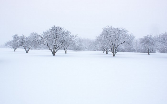 Trees covered in snow during a winter storm