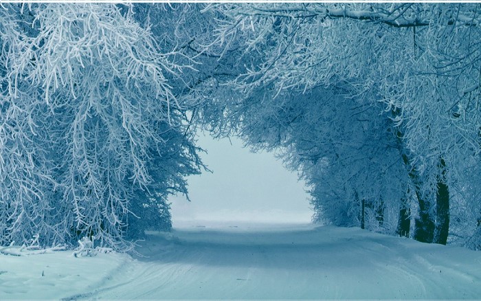 Snowy forest path covered in frost