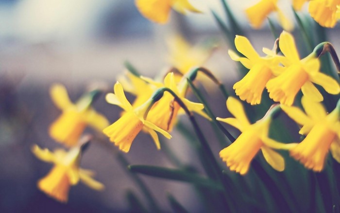 Close up of yellow daffodils in sunlight