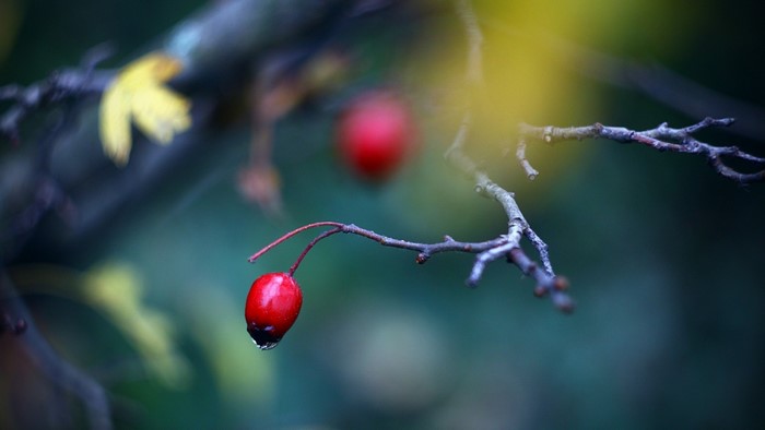 Red berries on a branch with shallow depth of field