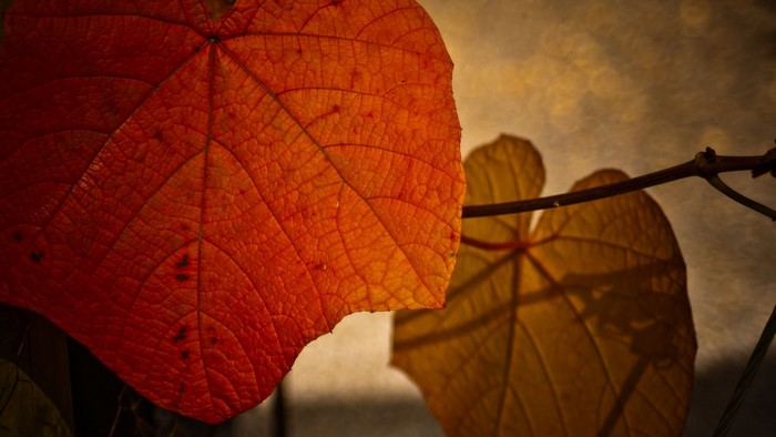 Close-up of a red autumn leaf with a branch and another leaf