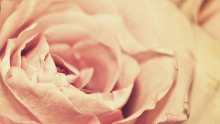 Close up of a pink rose petal