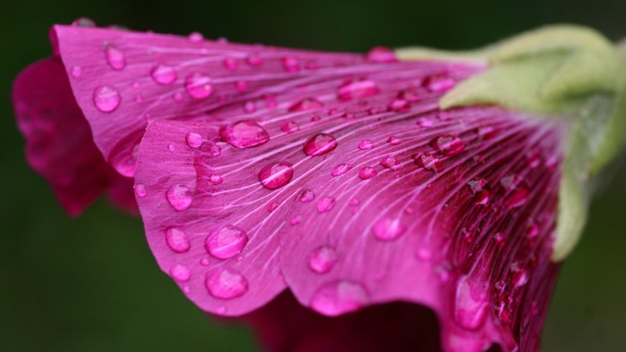 Close-Up of Pink Flower Petals with Water Drops