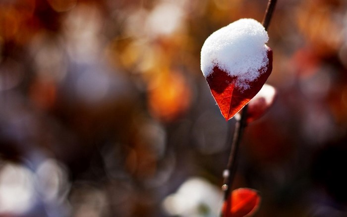 Red leaf with snow and bokeh