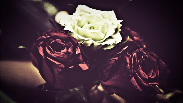 Close up of red and white roses