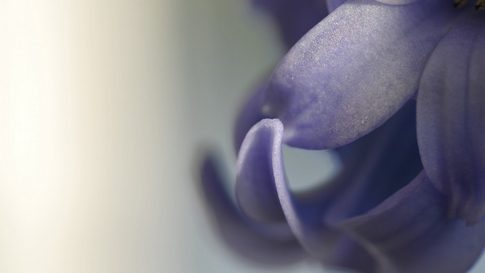 Close-up of purple hyacinth flower petals