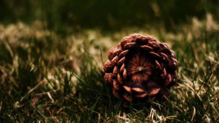 Pine cone on grass, macro photography