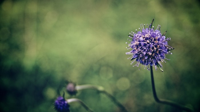 Purple wildflower in a green meadow