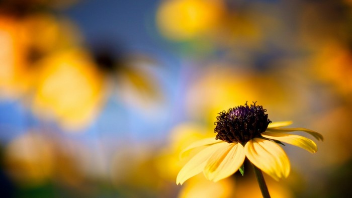 Close-up of a yellow flower with a dark center