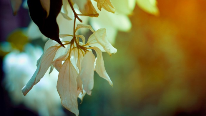 Close up of white flowers with sunlight and bokeh