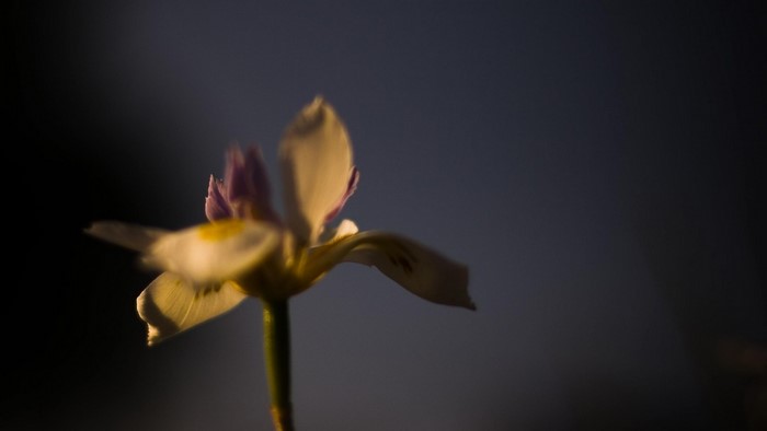 Close-up of a delicate white and purple flower with yellow center