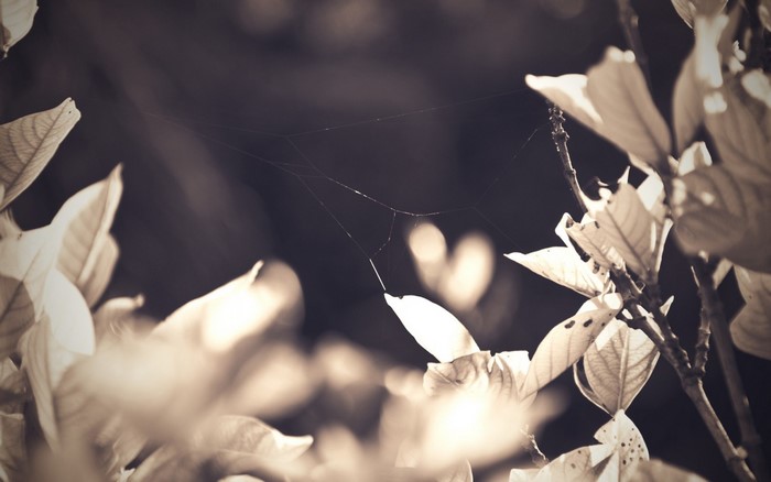Spider web on a branch with leaves in sunlight