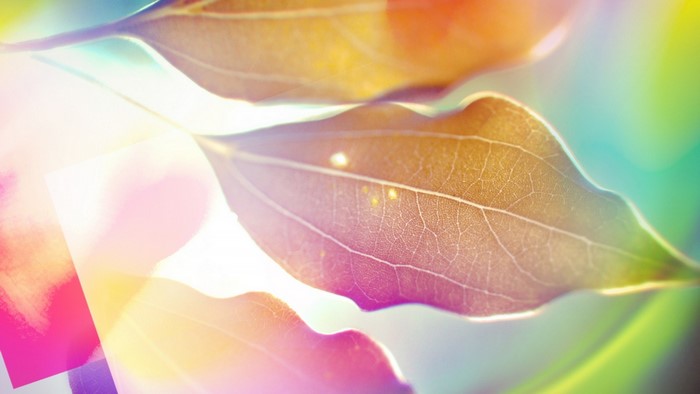 Close-up of translucent leaves with colorful light effects