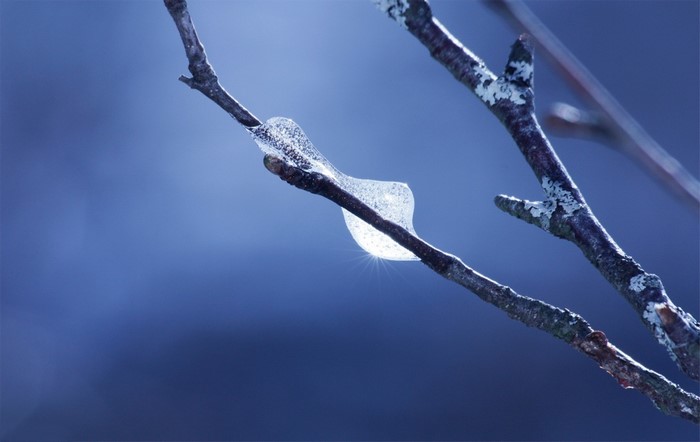Close up of ice on a tree branch with blue background
