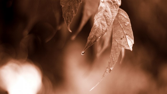 Close up of wet leaves with a water drop
