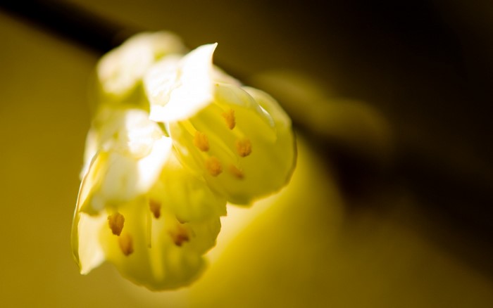 Close up of yellow flower with pollen