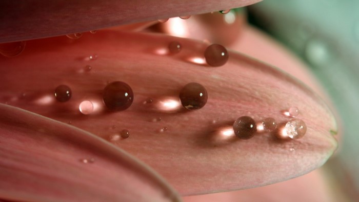 Close-up of pink flower petals with water droplets