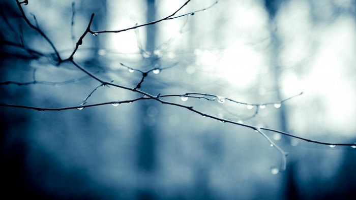 Close-up of a bare branch with water droplets