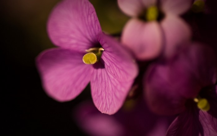 Close up of pink and purple flowers with yellow centers