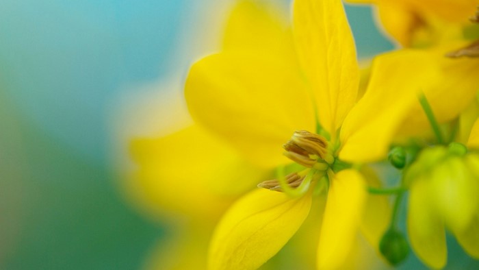 Close-up of yellow flowers with blurred background