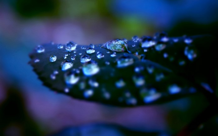 Close-up of water drops on a dark leaf with blue and purple background
