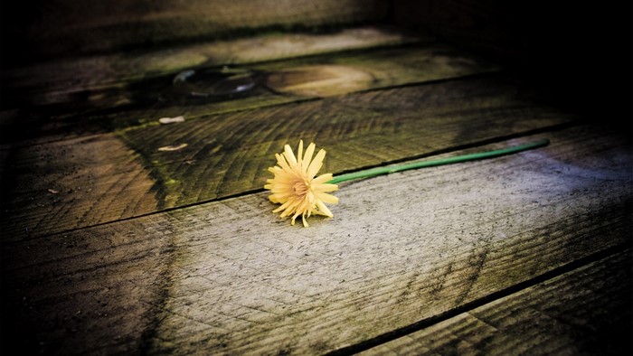 Yellow dandelion on a wooden surface