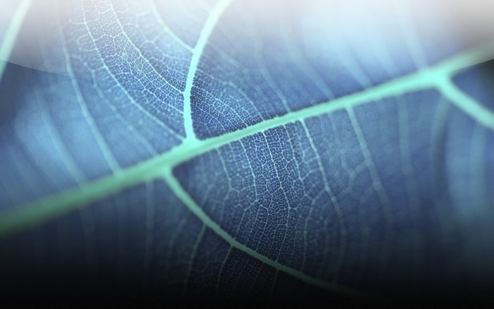 Close-up of a blue leaf with visible veins