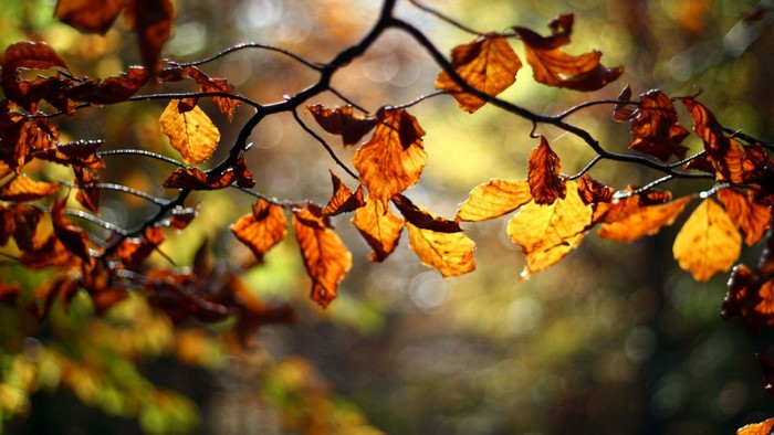 Autumn leaves on a branch with sunlight