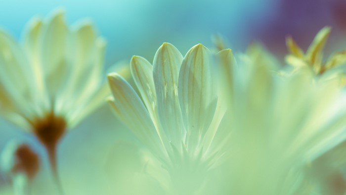 Close up of pale yellow daisy petals with soft focus