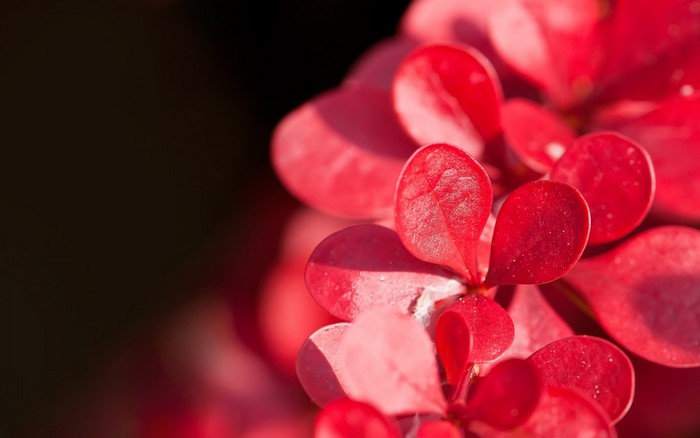 Close-up of bright red leaves on a dark background
