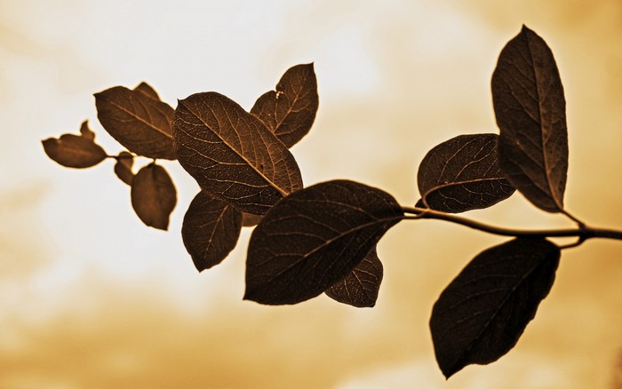 Brown leaves on a branch against a sepia sky