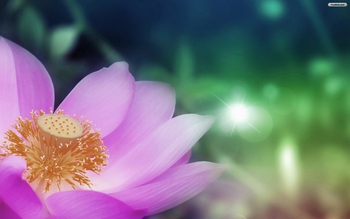 Delicate Pink Lotus Flower in Sunlight