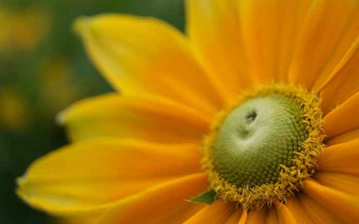 Close-up of a yellow flower with a green center