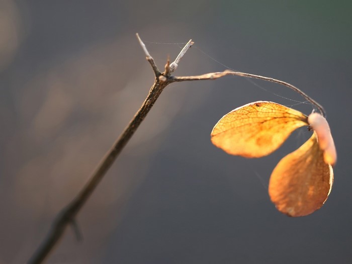 Close-up of a dry branch with seed pods and spiderweb