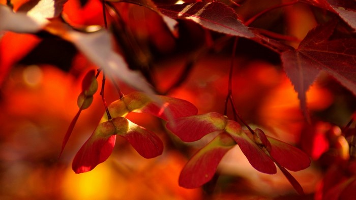 Close up of red maple tree samaras and leaves