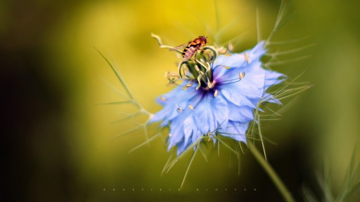 Close-up of Blue Flower with Hoverfly in Sunlight