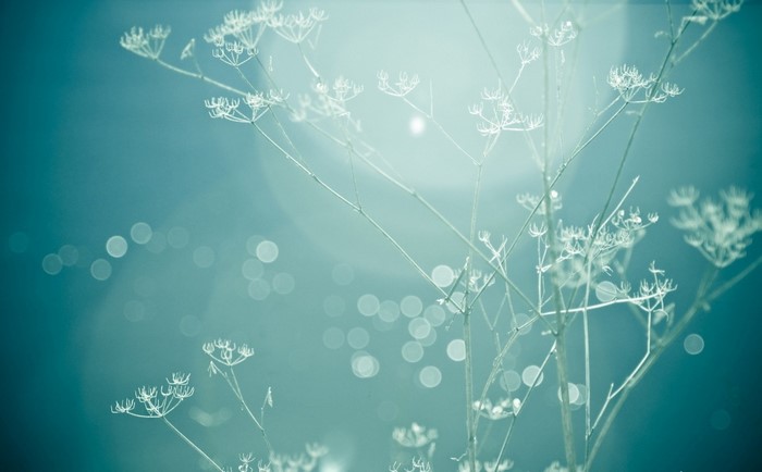 Close-up of dried dill flowers with bokeh background