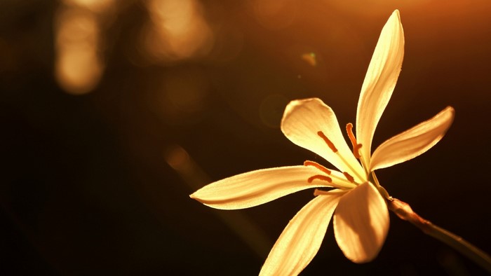 Close-up of a yellow flower with sunlight