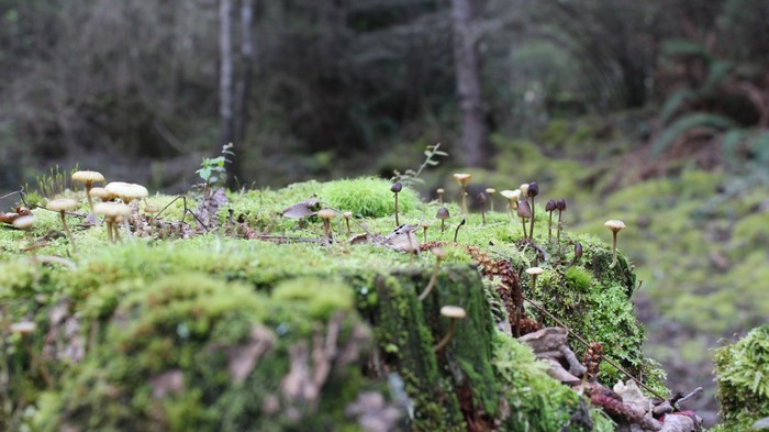Mushrooms growing on a moss-covered tree stump in a forest