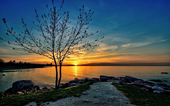 Tree silhouetted against a sunset over the ocean