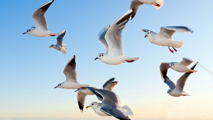 Flock of seagulls flying in a clear blue sky