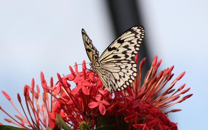 Butterfly on red flowers