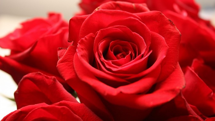 Close-up of Vibrant Red Roses in Bloom