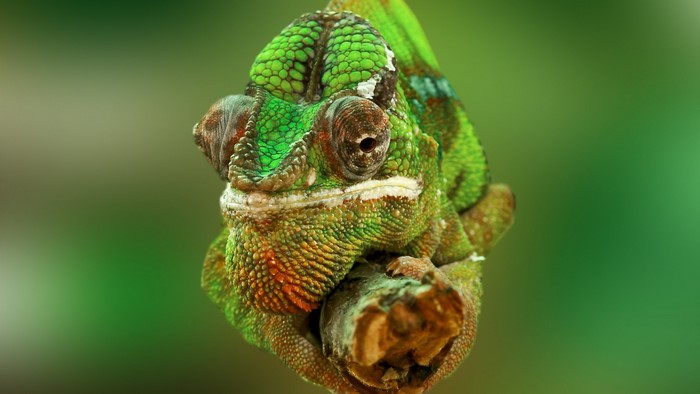 Close-Up of Vibrant Green African Chameleon