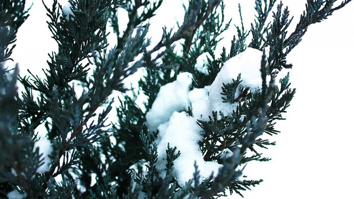 Close-up of a snow-covered evergreen branch